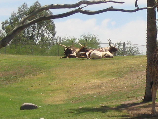 618x457 pixels (177K)